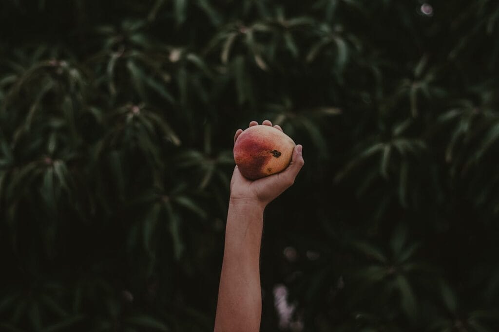 ingelegde mango vervangen